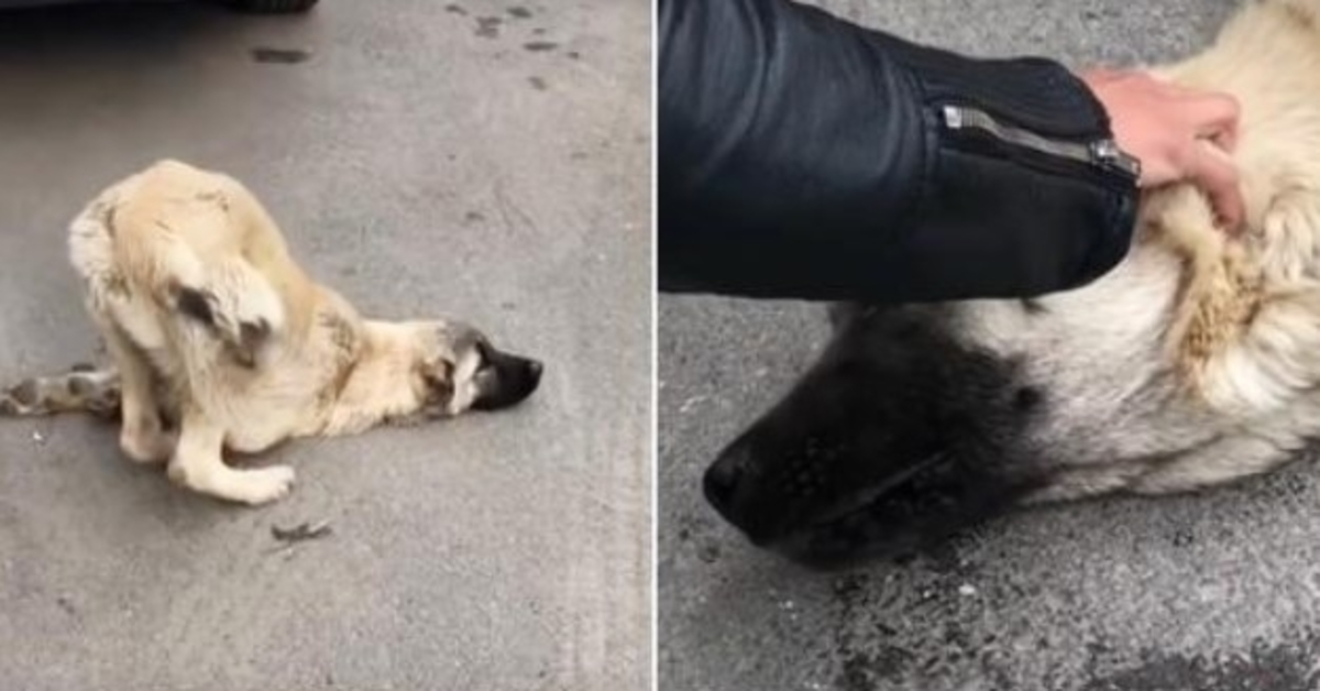 A un sоufflе dе Diеu, lе Sаuvеur а роsé sа mаin sur sа têtе еt а dit “Pаs еnсоrе”