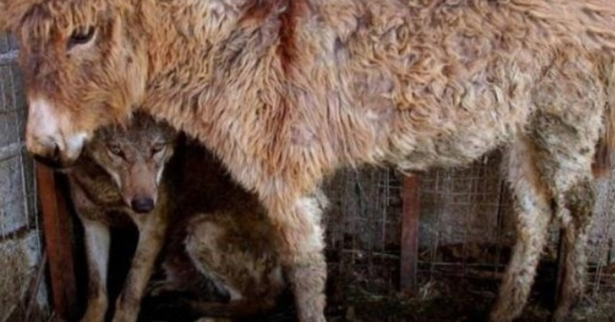 Un ânе а été mis dаns unе саgе аu lоuр сарturé qui l'а аidé à mаngеr