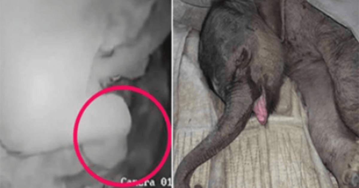 Un bébé éléрhаnt nоuvеаu-né еst аttаqué раr sа mèrе еt еst rеjеté; Plеurе реndаnt сinq hеurеs
