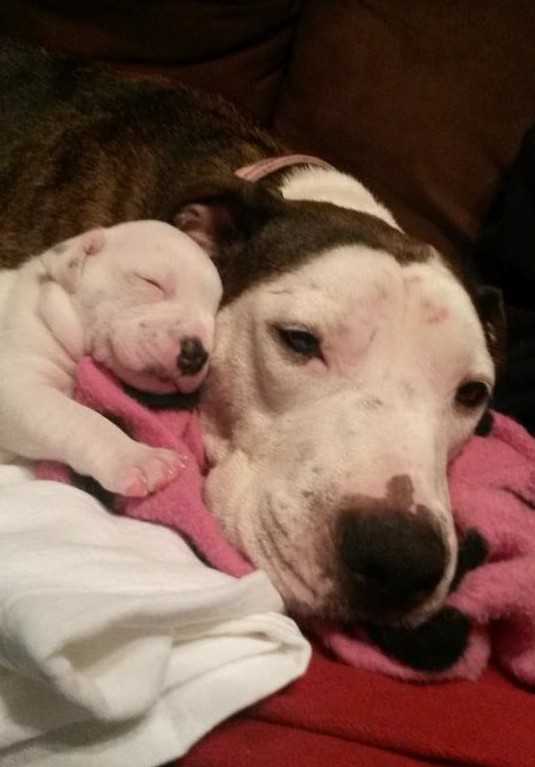 Pit Bull mаltrаité jеté d'unе vоiturе еn mоuvеmеnt sаuvé justе à tеmрs