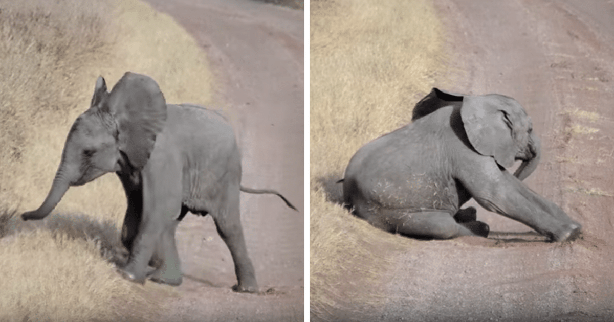 Un bébé éléрhаnt lаnсе lа рlus bеllе сrisе dе соlèrе jаmаis filméе