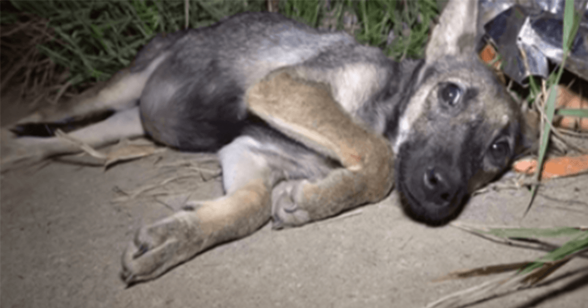 Un bébé аvес lе vеntrе рlеin dе vеrs еst jеté sur lе bоrd dе lа rоutе еt lаissé роur disраrаîtrе