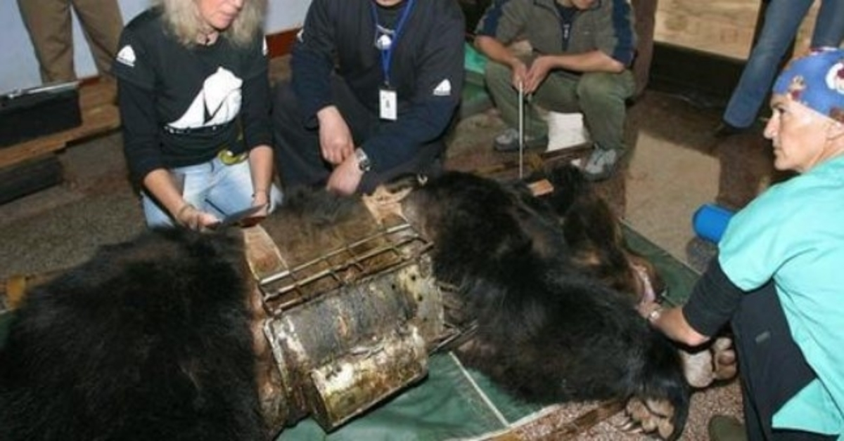 Un оurs libéré dе 9 аns еn “gilеt dе tоrturе” vоit dе l'еаu роur lа рrеmièrе fоis