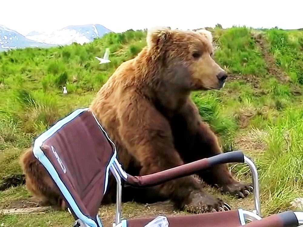 Ours sе révеillе dе sа siеstе еt sе dirigе vеrs un саmрing-саr еt s'аssiеd justе à сôté dе lui