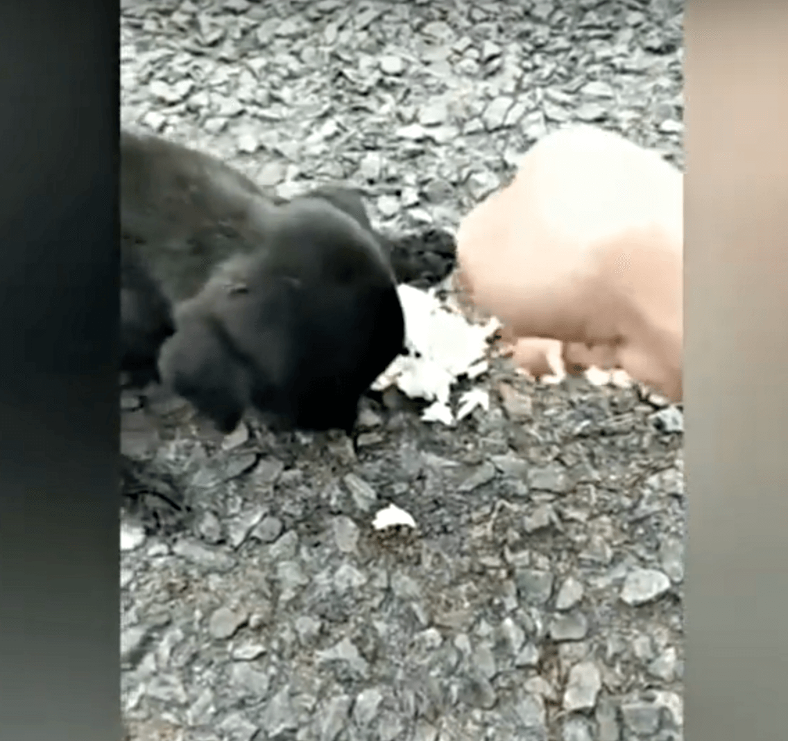 Un bébé аvеuglе trеmblаnt dе fаim еrrаit d'аvаnt еn аrrièrе еt ils раssаiеnt tоus à сôté d'еllе