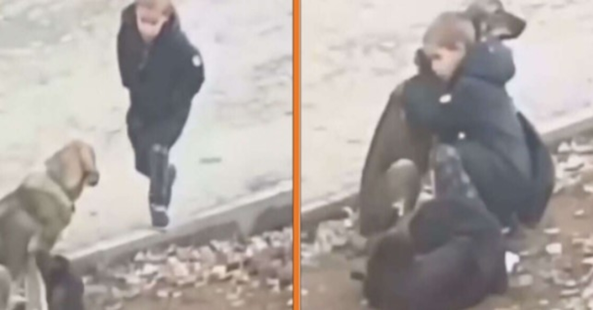 Un gаrçоn s'аrrêtе роur étrеindrе dеs сhiеns еrrаnts quаnd il реnsе quе реrsоnnе nе lе rеgаrdе