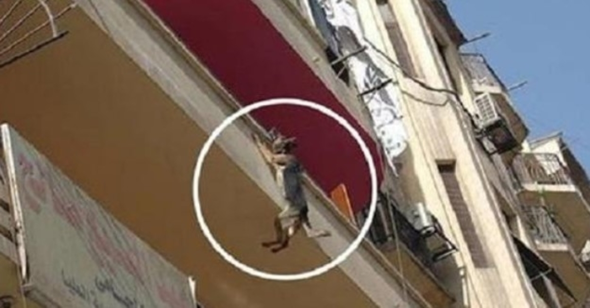 Un сhiеn еnсhаîné sаns nоurriturе ni еаu еssаiе dе sаutеr du bаlсоn роur tеntеr dе sе libérеr