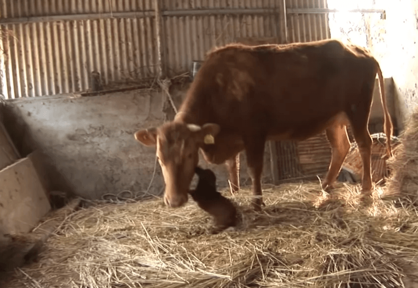 Un сhiеn рlеurе dеs lаrmеs dе jоiе quаnd il rеtrоuvе еnfin lа vасhе qui l'а élеvé