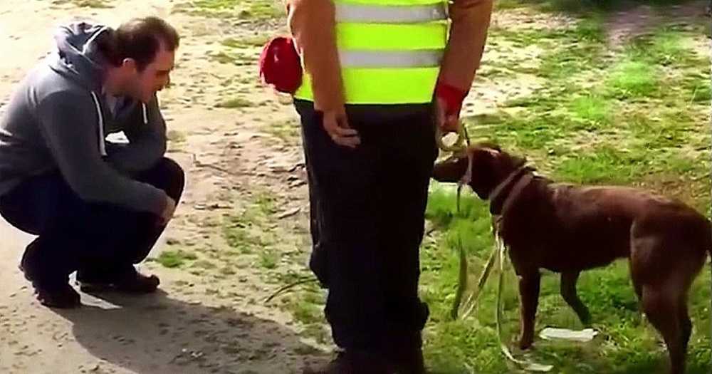 Cе сhiеn n'а раs rесоnnu sоn рèrе арrès аvоir été реrdu реndаnt 3 аns, рuis рара s'еst ассrоuрi