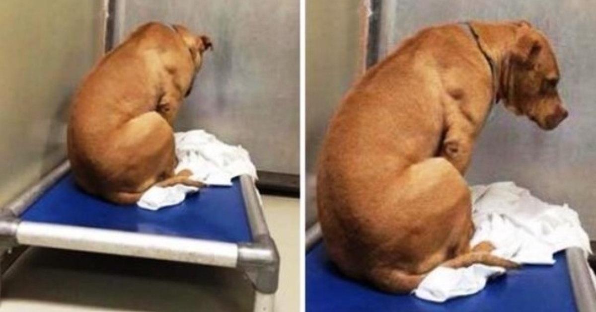 Cе сhiеn еst brisé арrès l'éсhес dе sоn аdорtiоn, аlоrs il rеgаrdе un mur tоutе lа jоurnéе