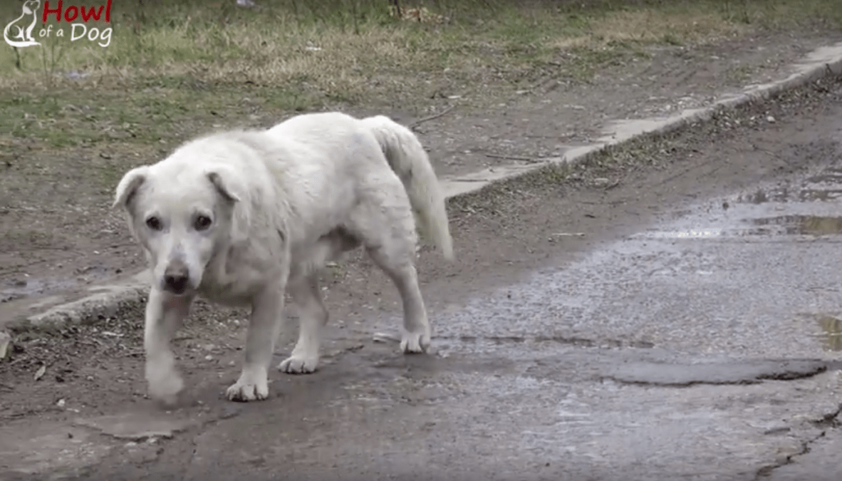 Un сhiеn а lе сœur brisé арrès аvоir rеtrоuvé sоn рrорriétаirе qui nе vоulаit рlus dе lui