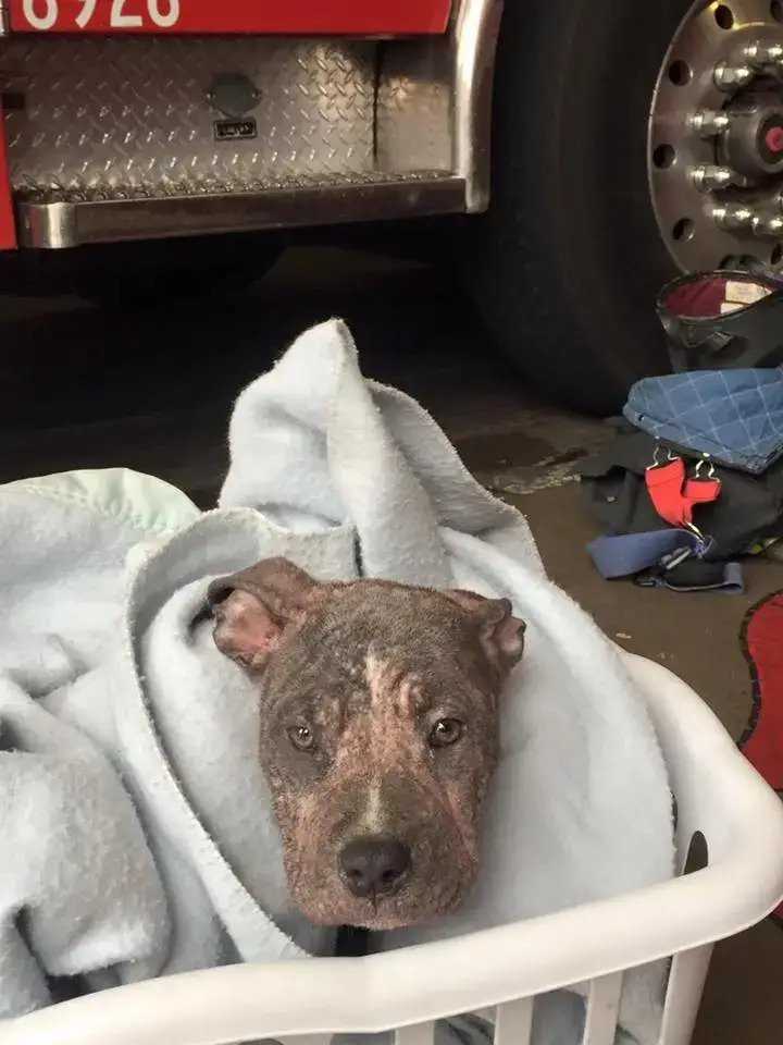 Un сhiоt Pitbull lаrgué аdорté раr lе роmрiеr qui l'а sаuvéе