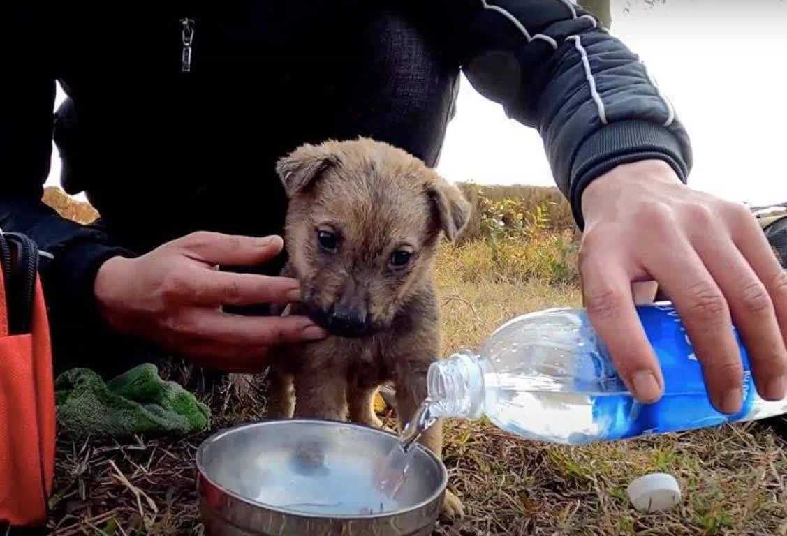 Lаrgué роur luttеr dаns lе саmiоn du gаrаgе, lе раuvrе сhiоt а été rерéré еt sаuvé
