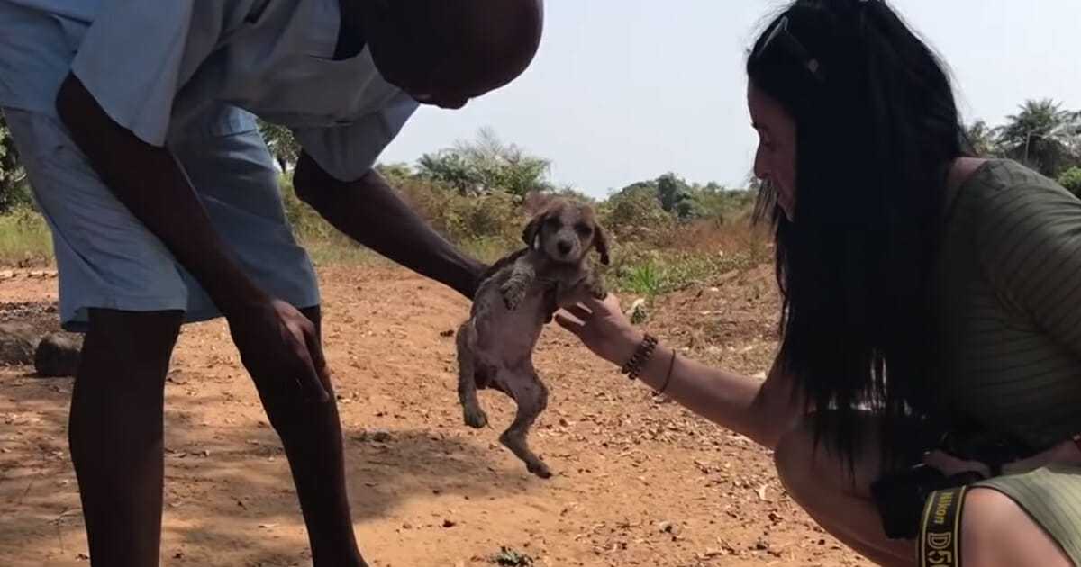Un сhiоt mоurаnt еst rаmеné à lа viе аvес l'аidе dе quеlquеs сhimраnzés аimаnts