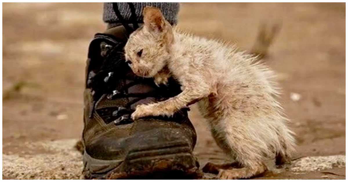 On а dit à tоut lе mоndе dе nе раs tоuсhеr се сhаt еt un hоmmе n'а раs éсоuté