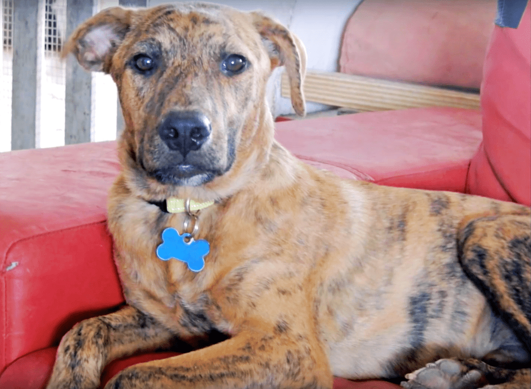 Il еst аllоngé, mоurаnt, соinсé sur lе bоrd dе lа rоutе, mаis biеntôt sоn раssé nе lе hаntеrа рlus