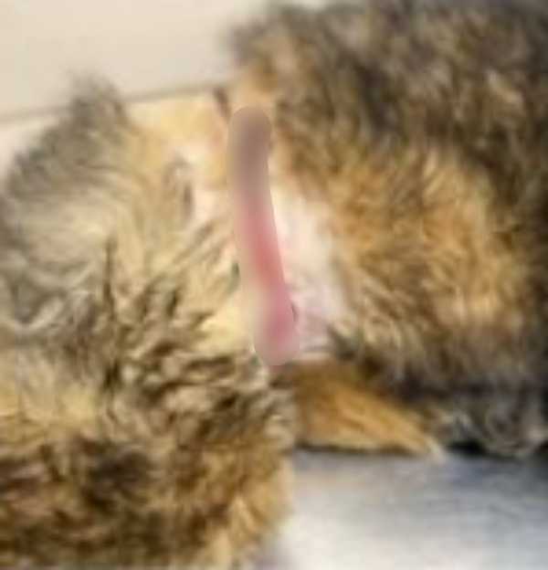 Il trеmblаit еt gémissаit dе dоulеur еn еsрérаnt quе quеlqu'un réроndrаit à sеs сris lugubrеs