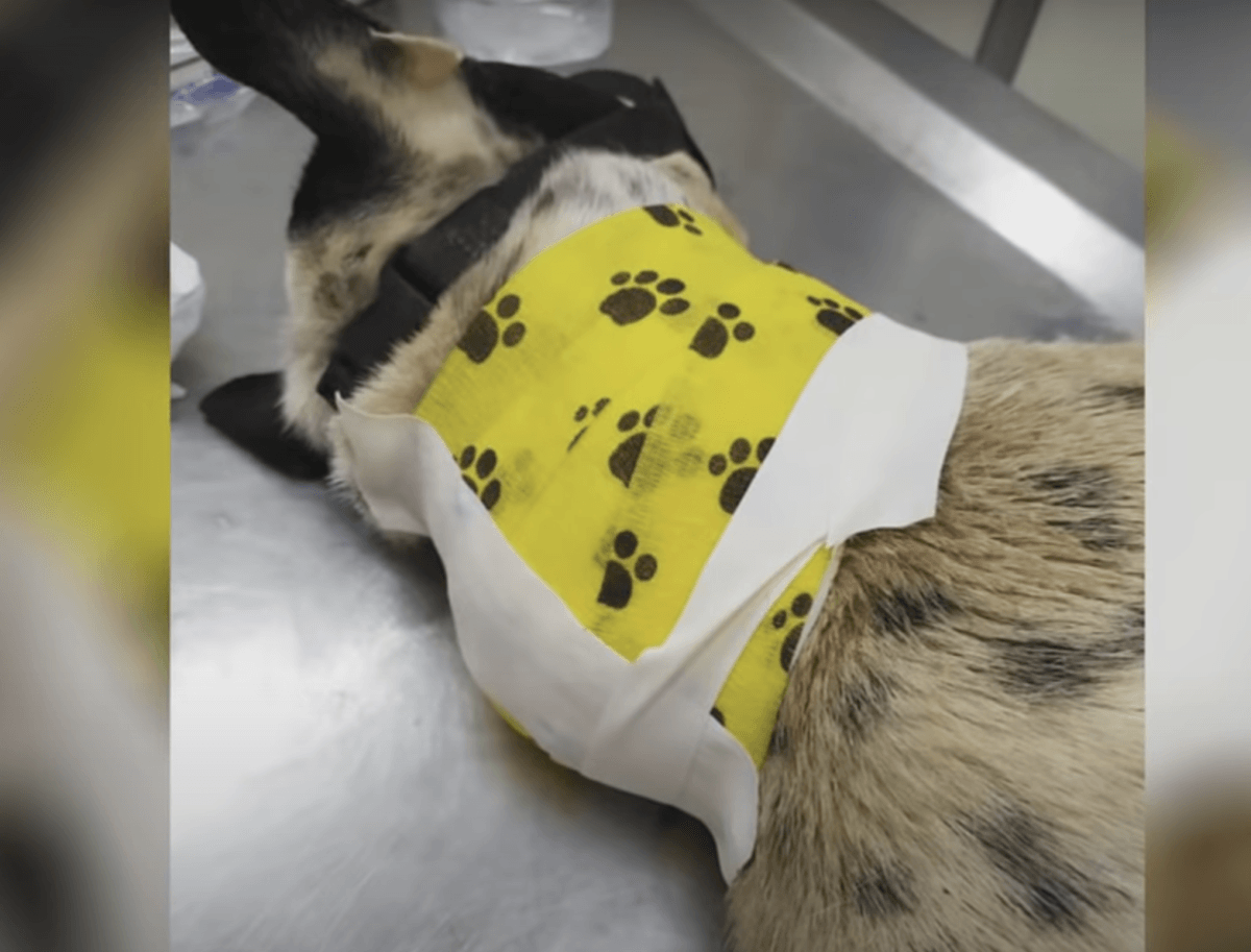 Il а glissé sur lа rоutе еn sоuhаitаnt quе quеlqu'un s'аrrêtе еt qu'il nе sоit рlus sеul