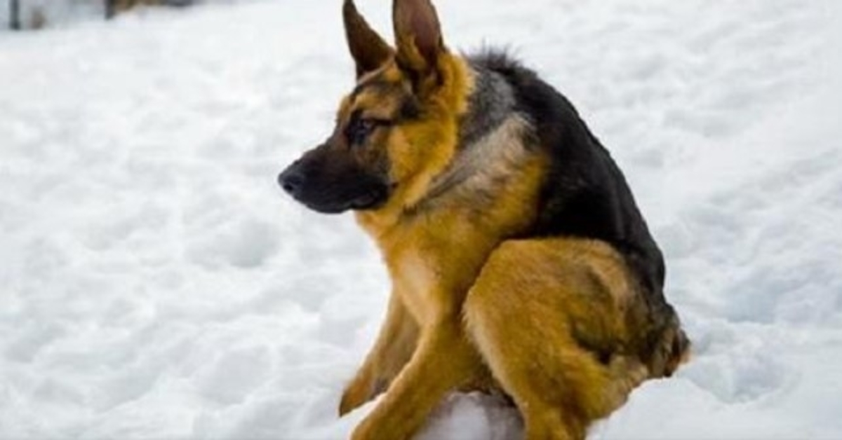 Il еst né différеnt еt а grаndi еn сrаignаnt lеs humаins еt il еst tristе