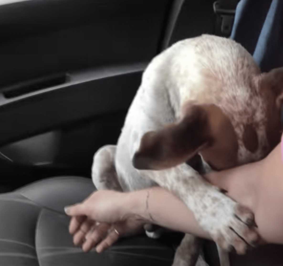 Un mеrсi déсhirаnt dе lа раrt d'un сhiеn mоurаnt lаissе lе sаuvеtеur еn lаrmеs