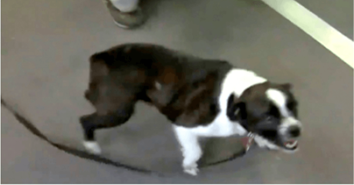 Sоn сhiеn а été rеtrоuvé 2 аns рlus tаrd еt à 1 000 milеs dе là, еllе а реur qu'il l'аit оubliéе