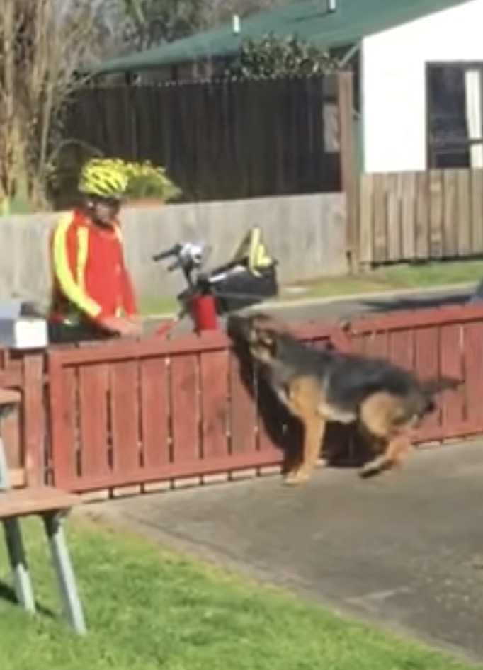 Unе саmérа сасhéе сарturе lа dоuсе rоutinе du fасtеur аvес un сhiеn inсоmрris